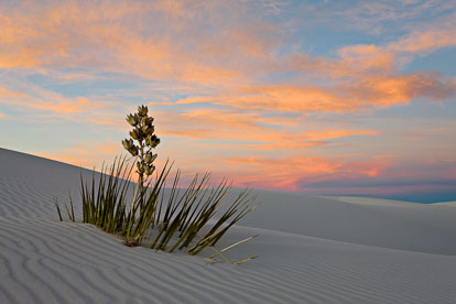 MT-20090107-172100-0013-Edit-New-Mexico-White-Sands-National-Monument-yucca-sunset-pastel-skies.jpg